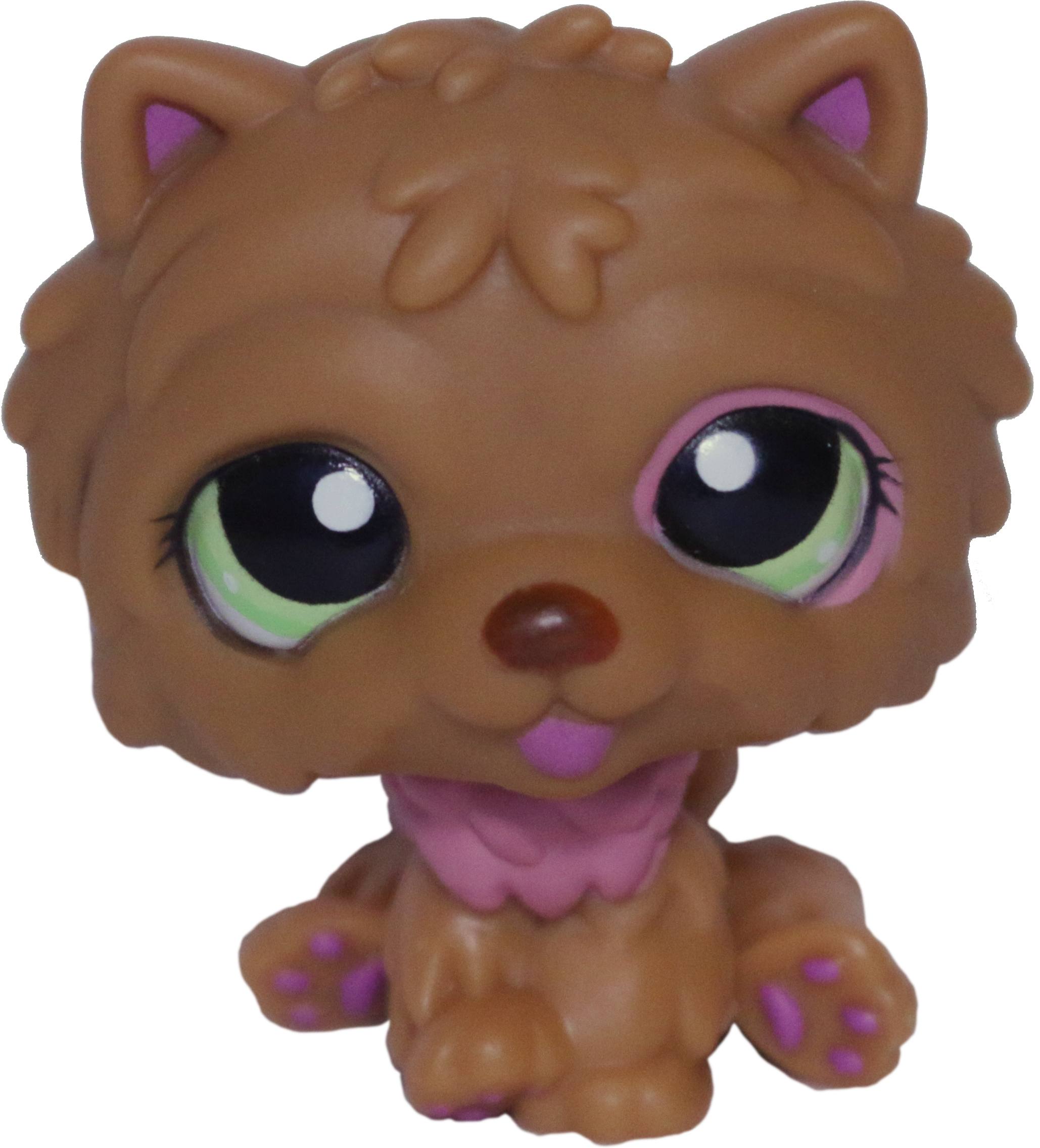 #1157 Chow Chow