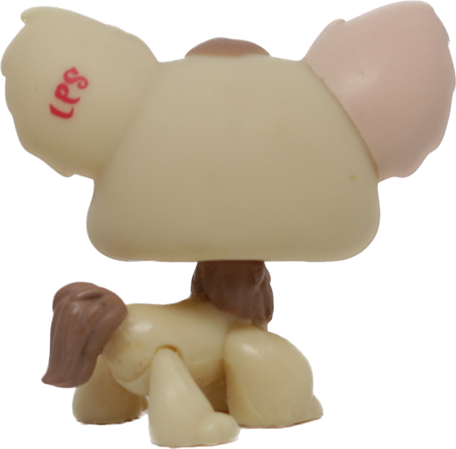 #1171 Chihuahua