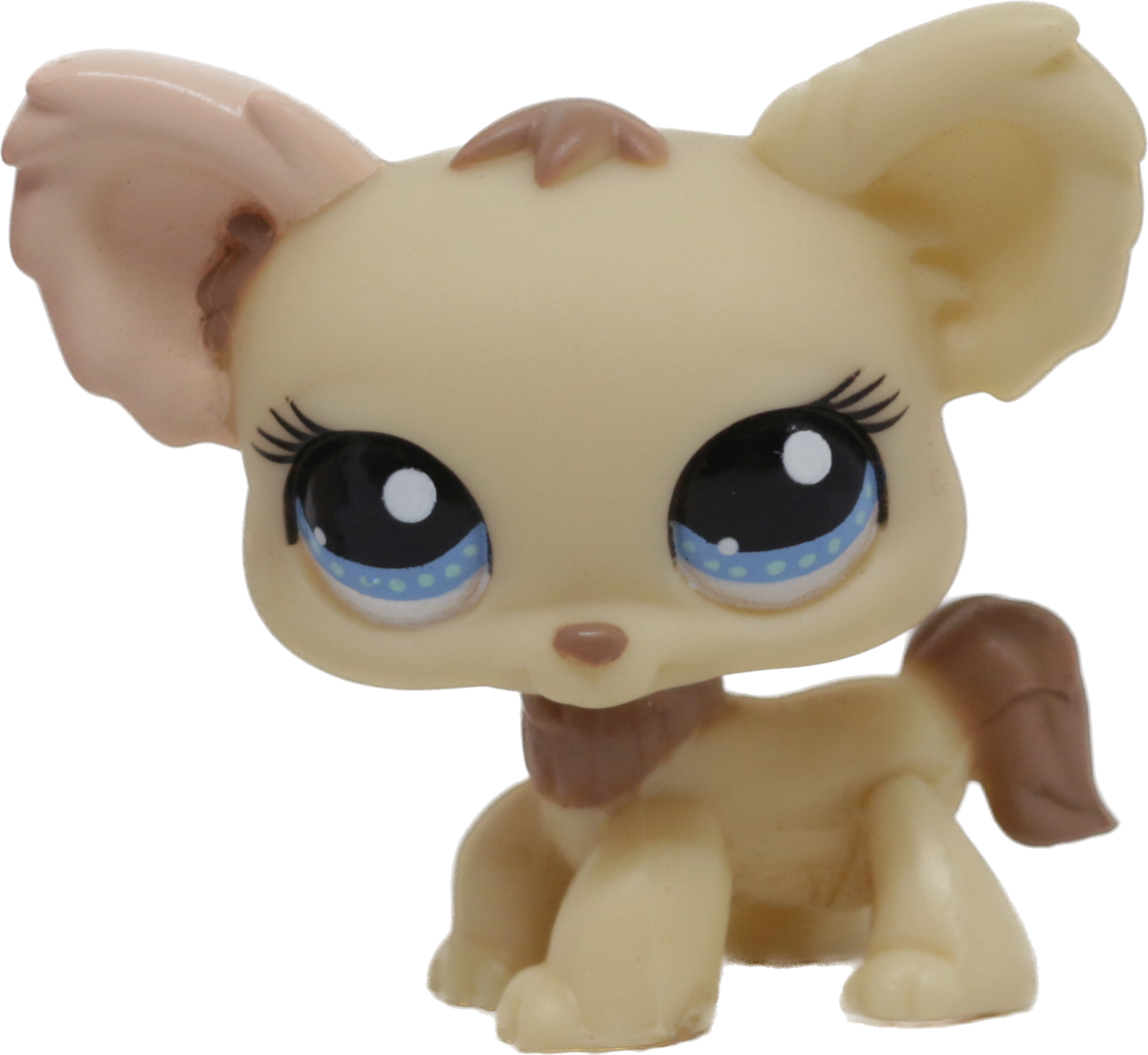 #1171 Chihuahua