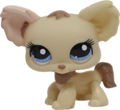 #1171 Chihuahua