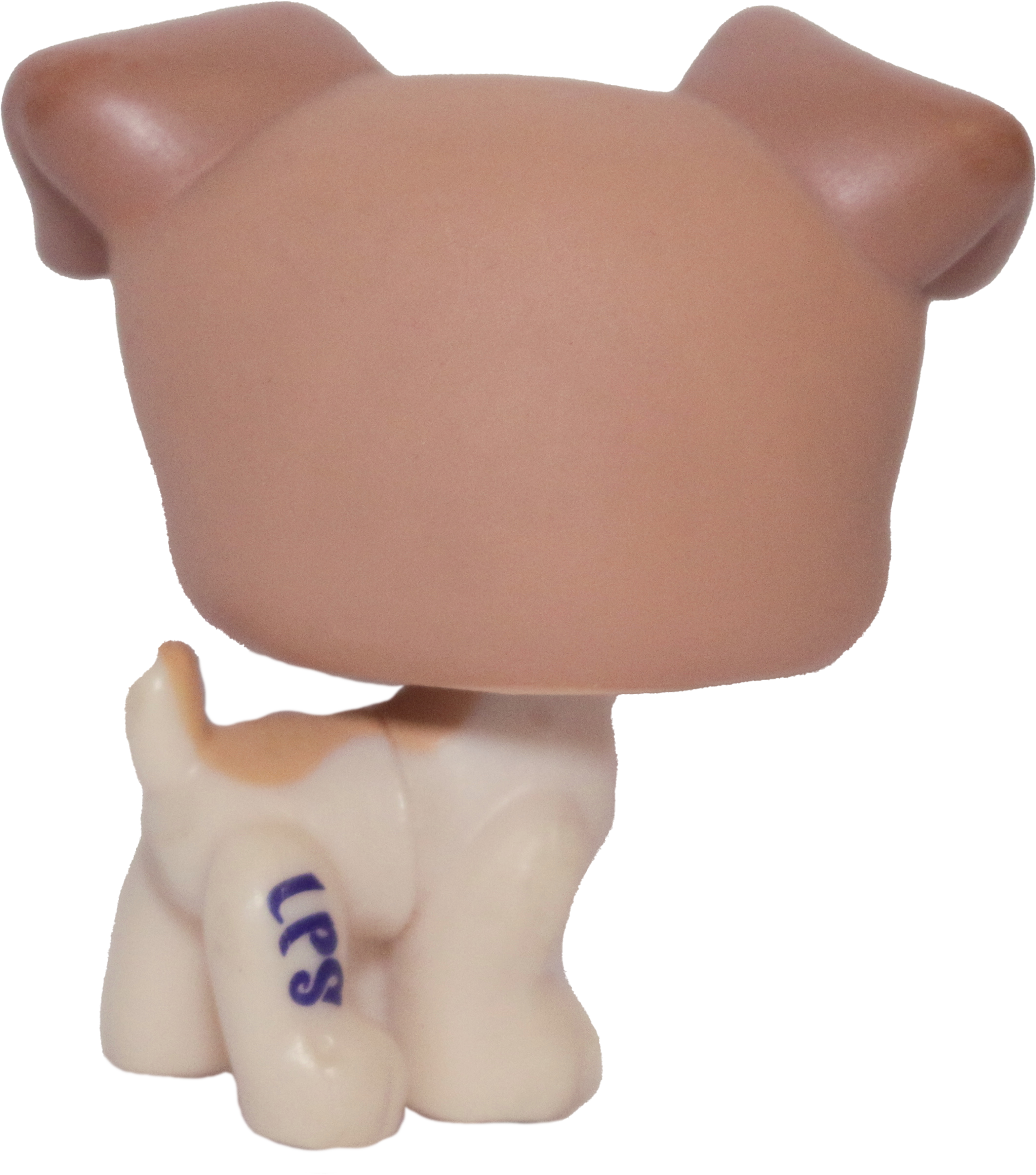 #1302 Jack Russell