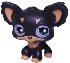 #1571 Chihuahua