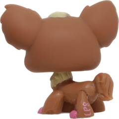 #1623 Chihuahua