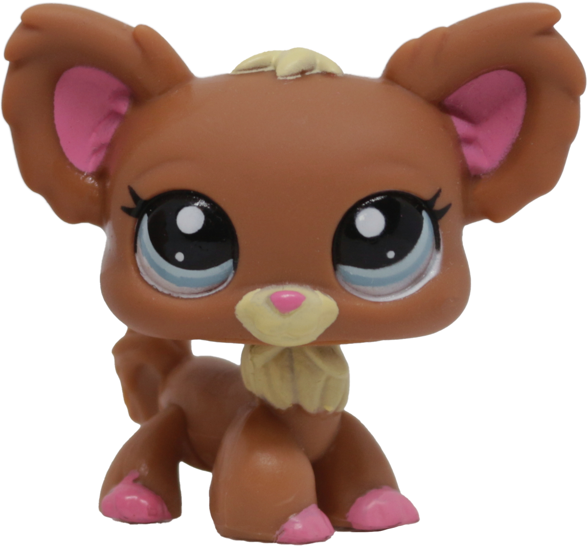 #1623 Chihuahua