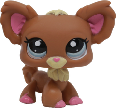 #1623 Chihuahua