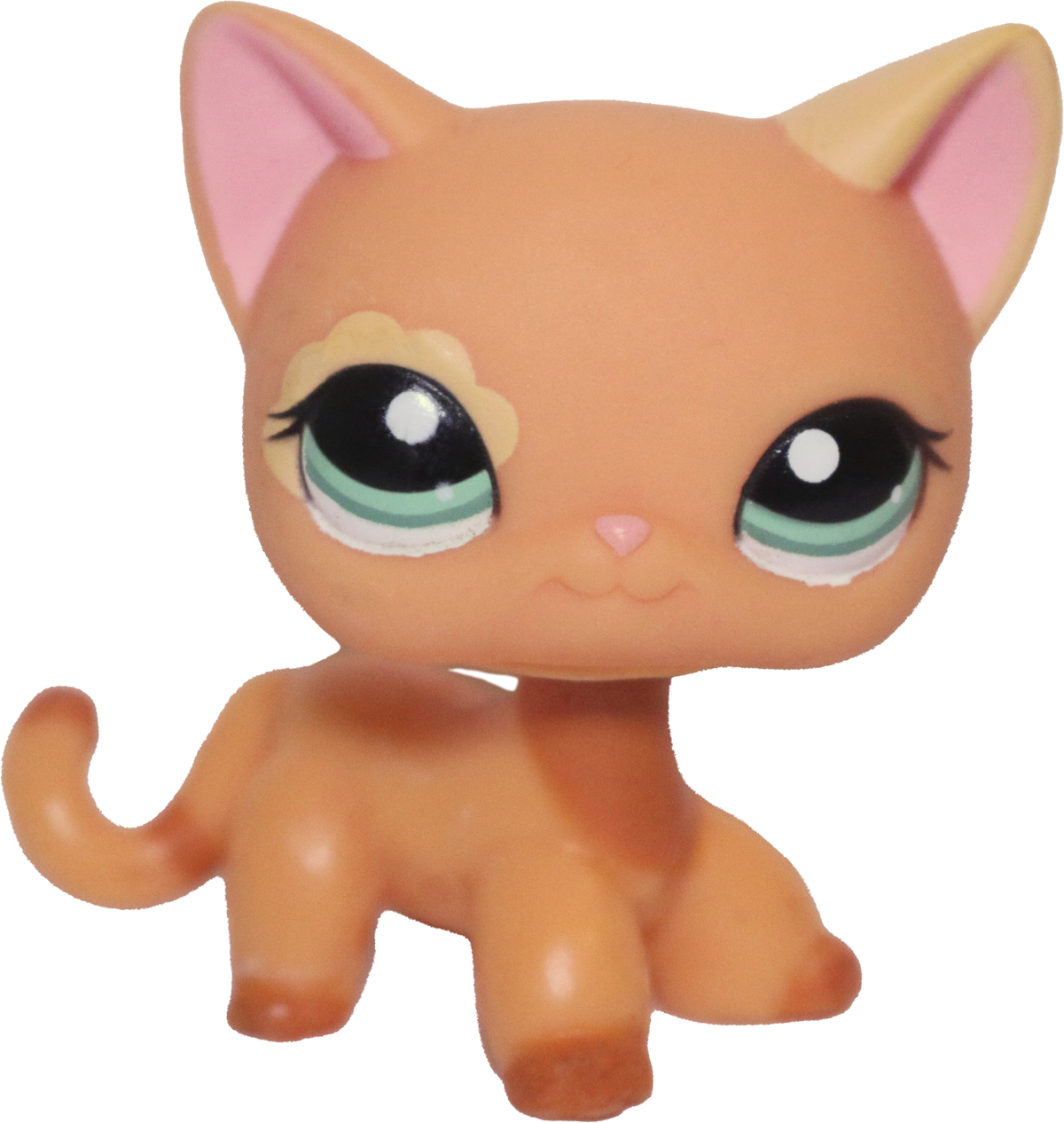 #1643 Shorthair Cat
