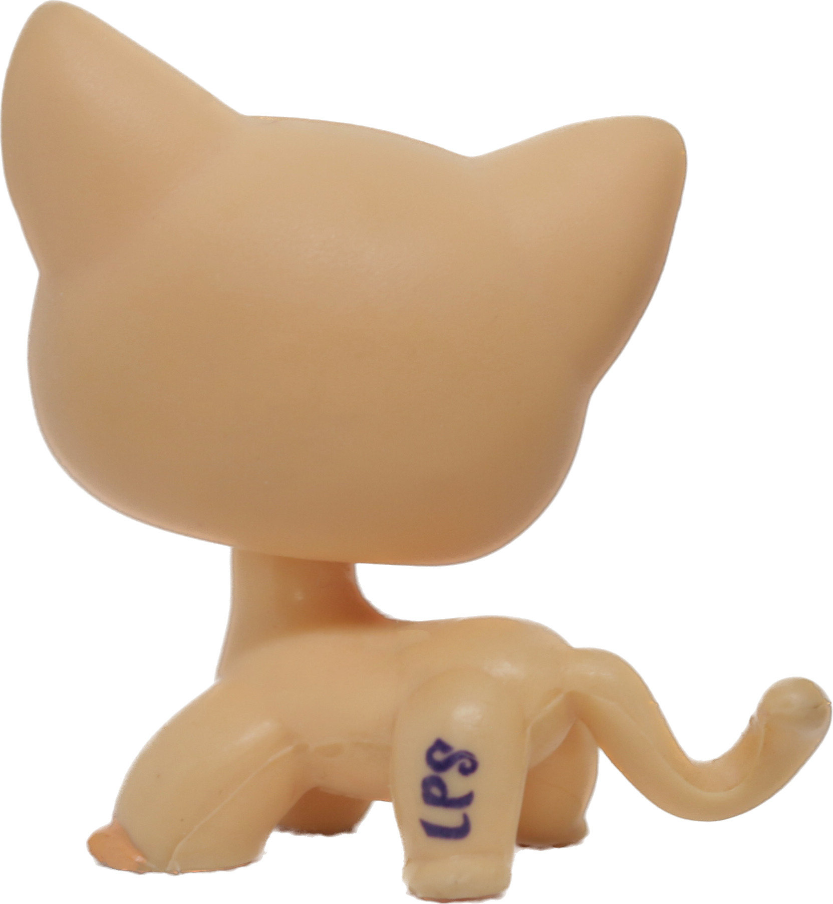 #1764 Shorthair Cat