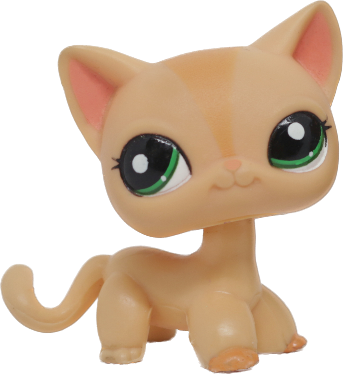 #1764 Shorthair Cat