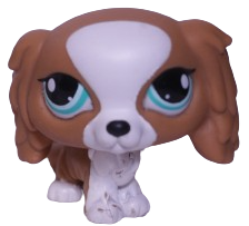 #1825 King Charles Spaniel