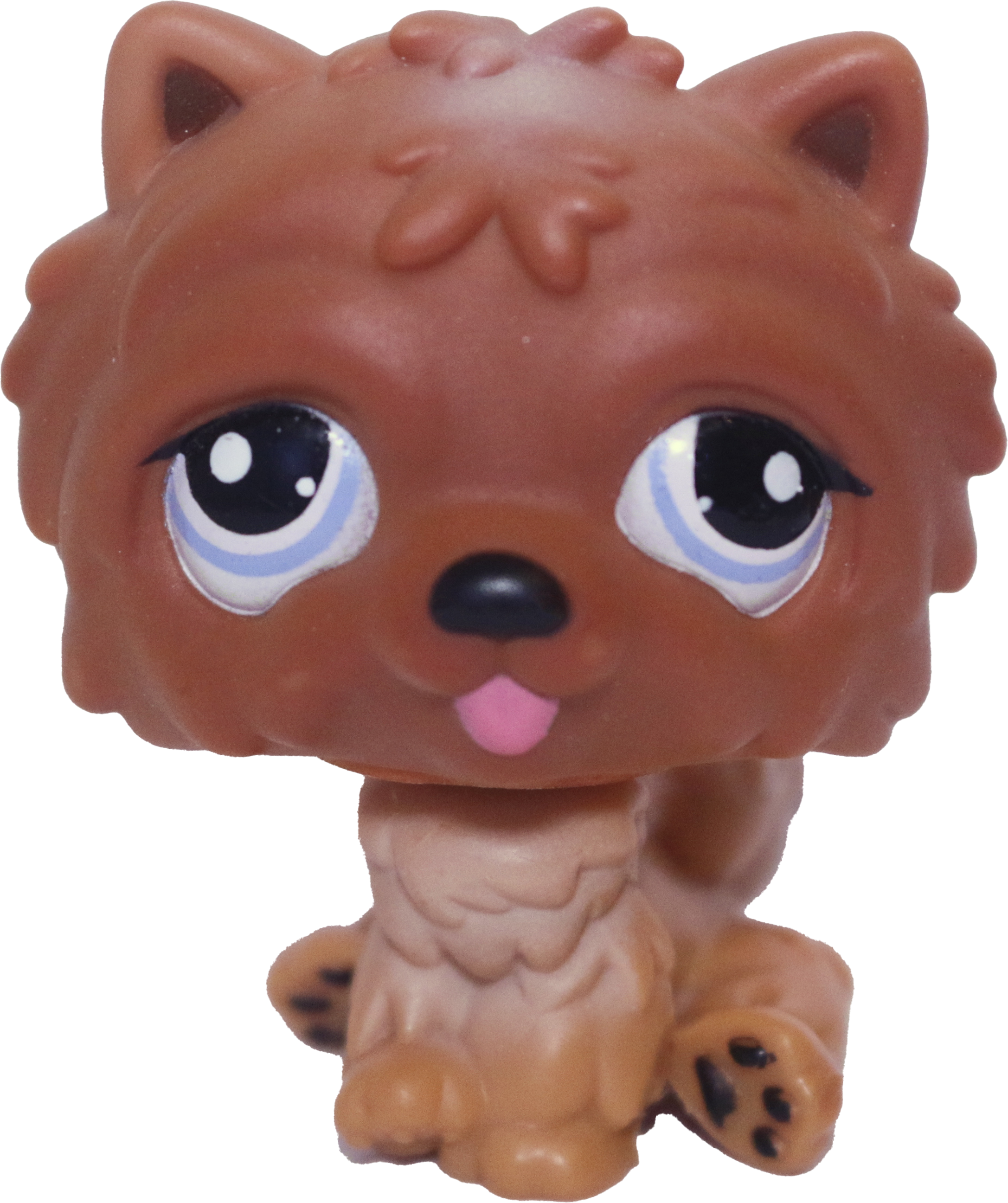 #1831 Chow Chow