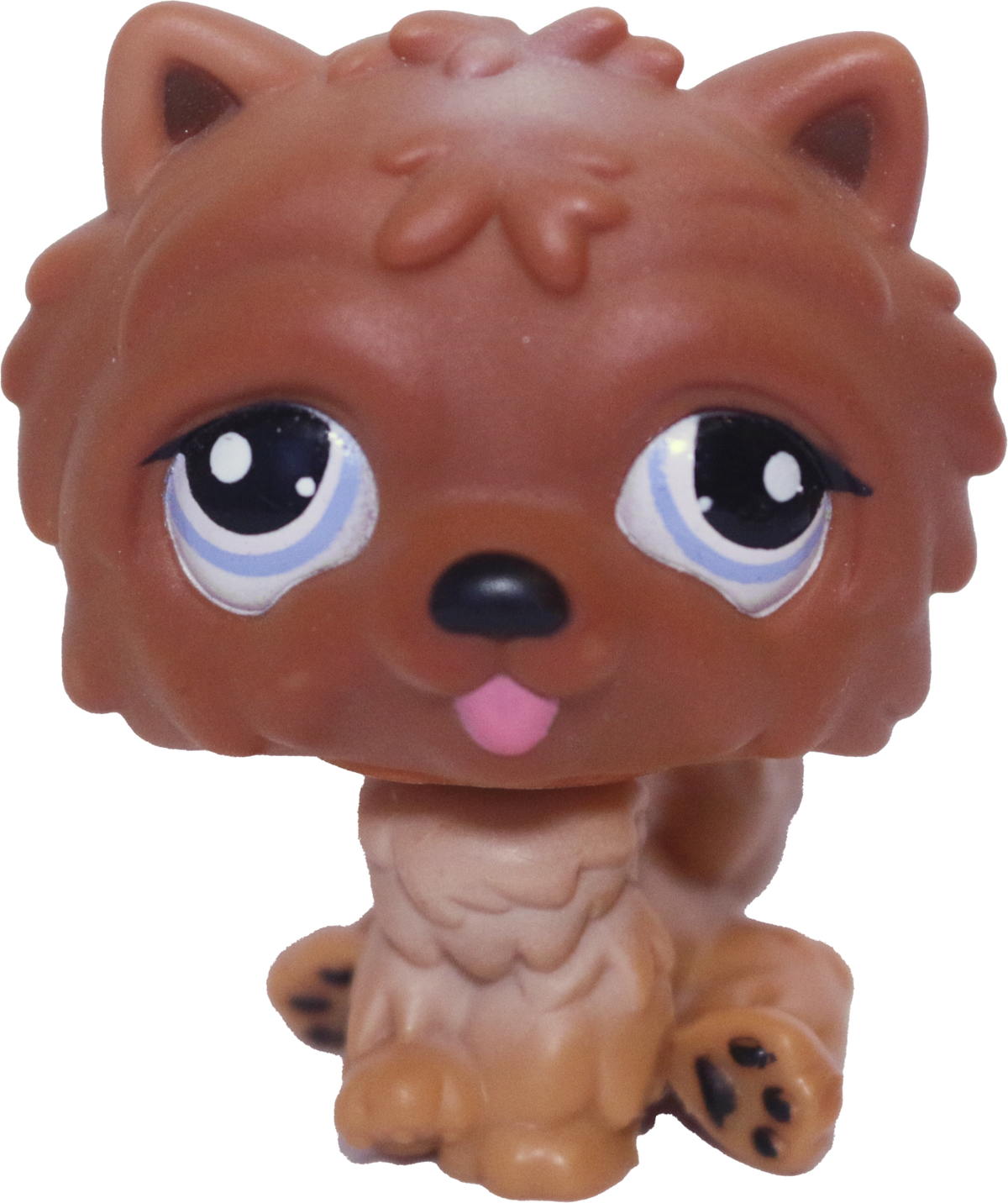 #1831 Chow Chow
