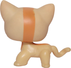 #1905 Shorthair Cat