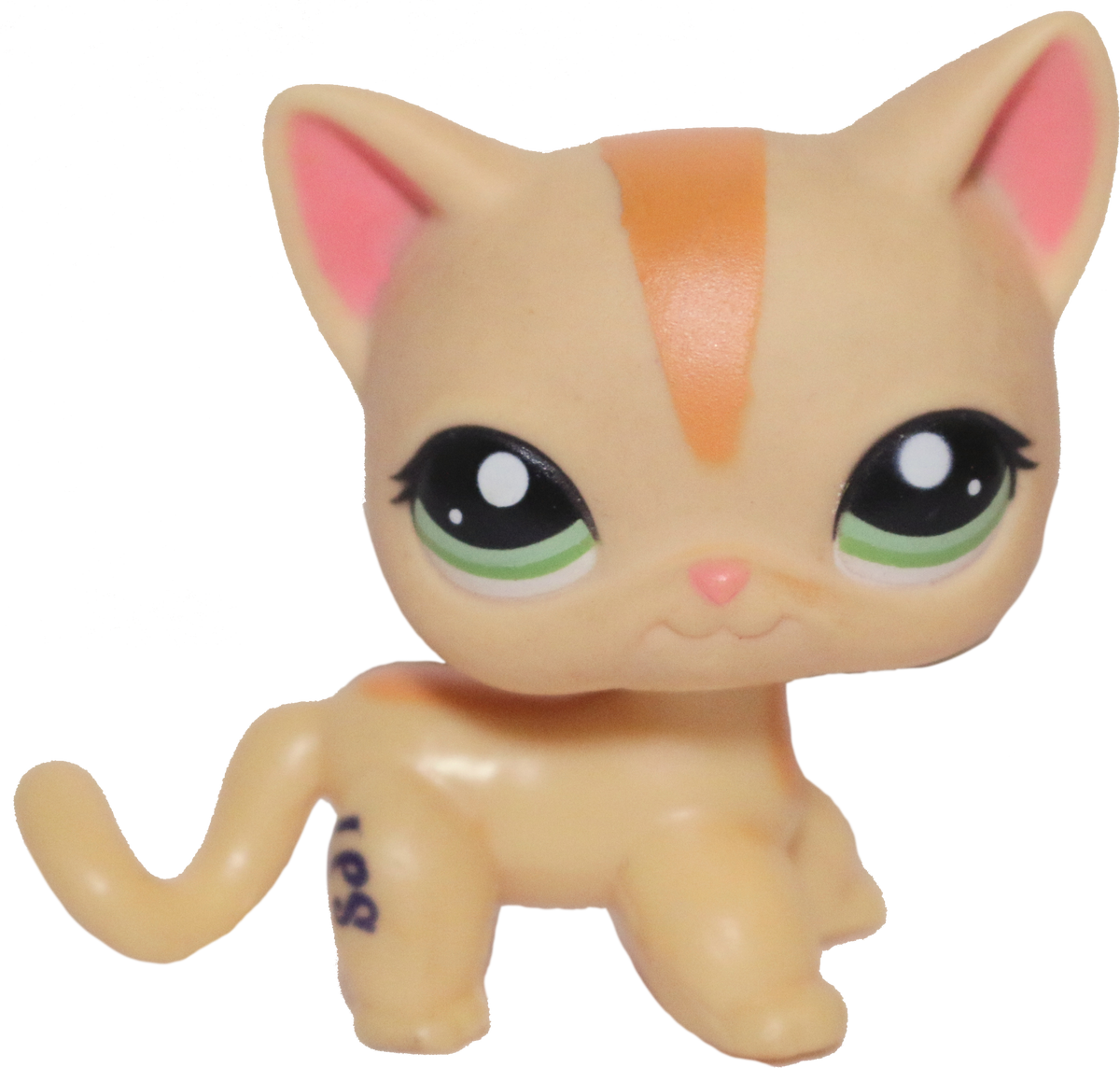 #1905 Shorthair Cat