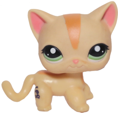 #1905 Shorthair Cat