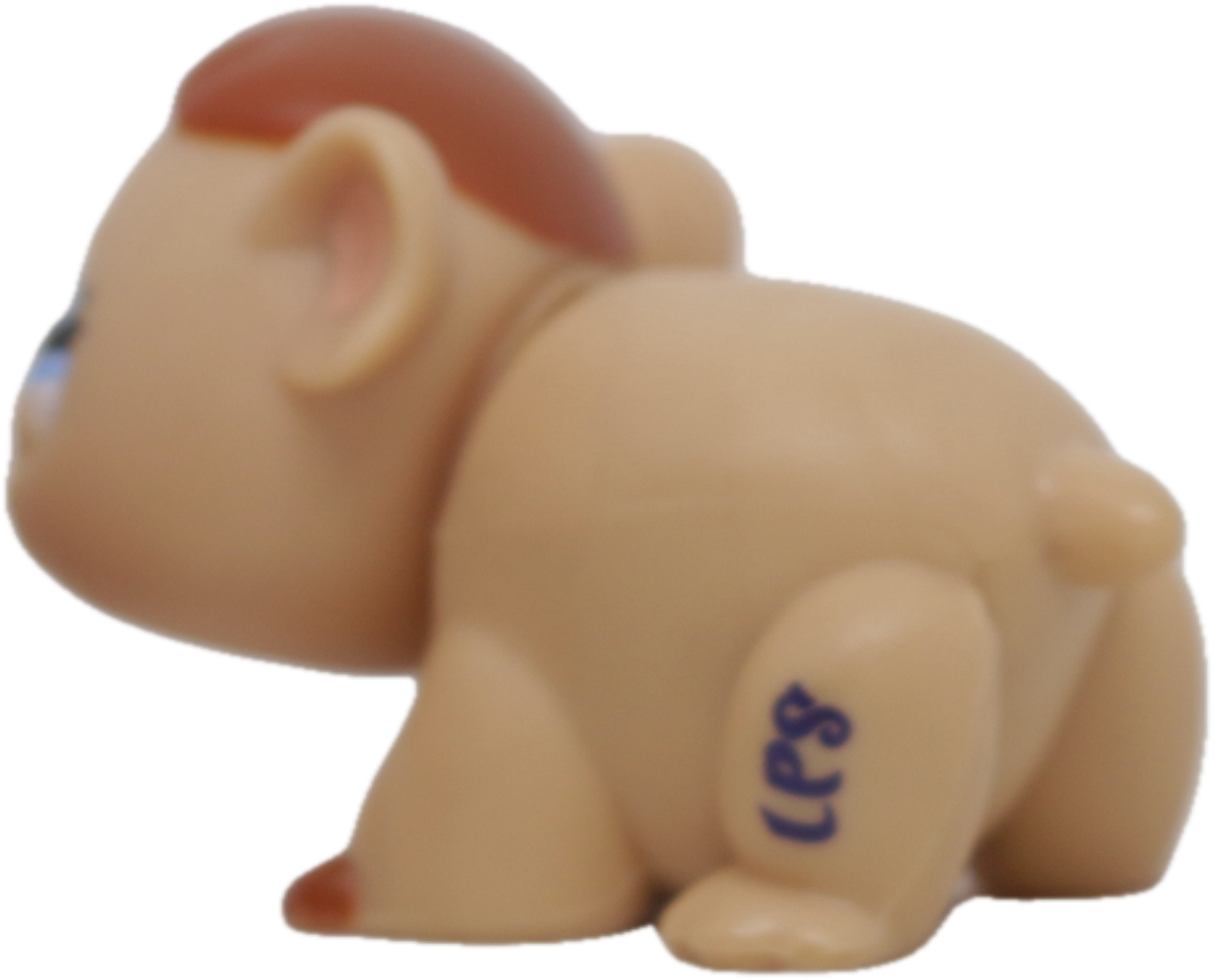LPS #1932 Guinea Pig