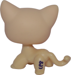 #1962 Shorthair Cat