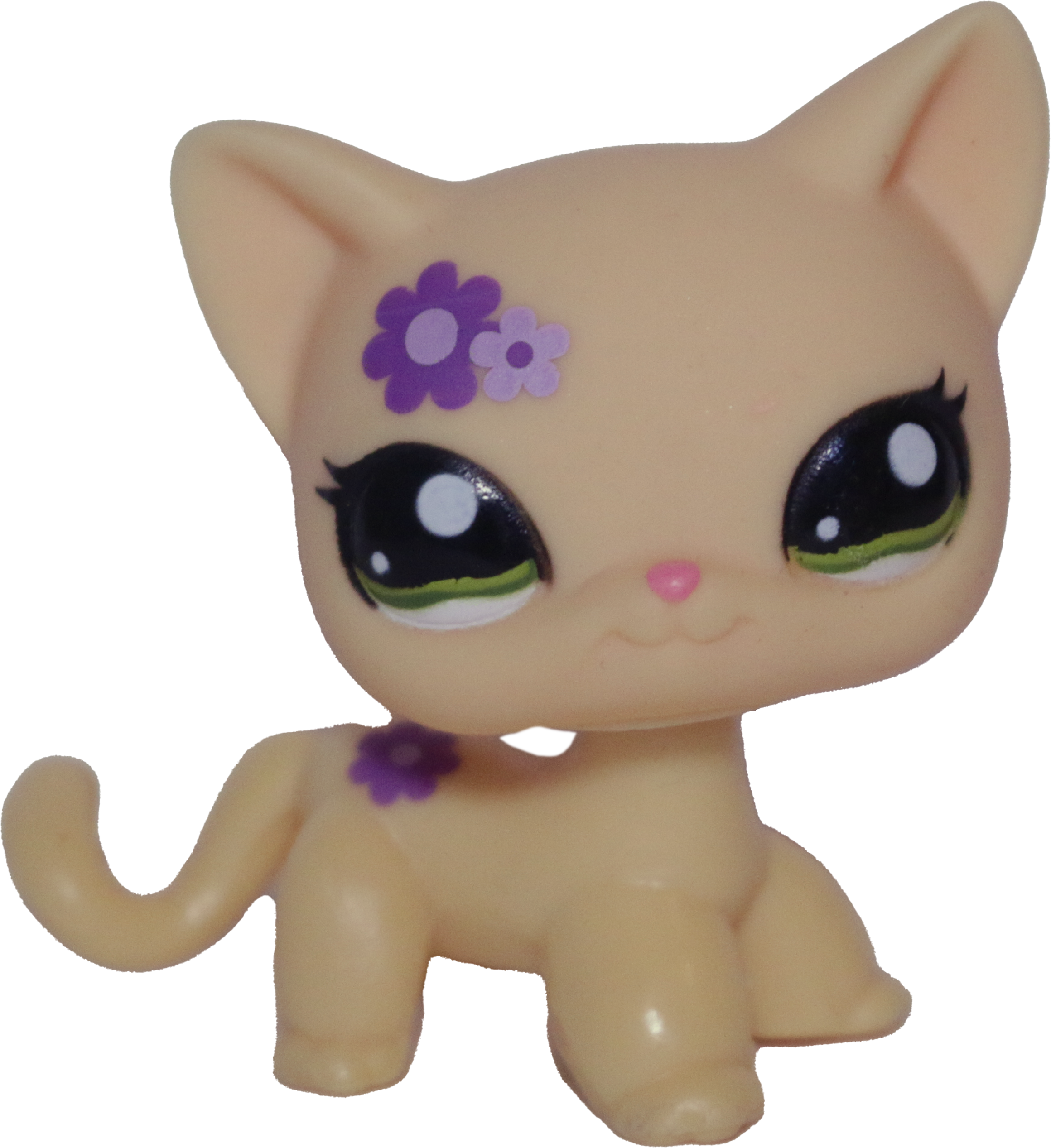 #1962 Shorthair Cat