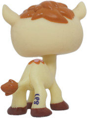 #2579 Camel