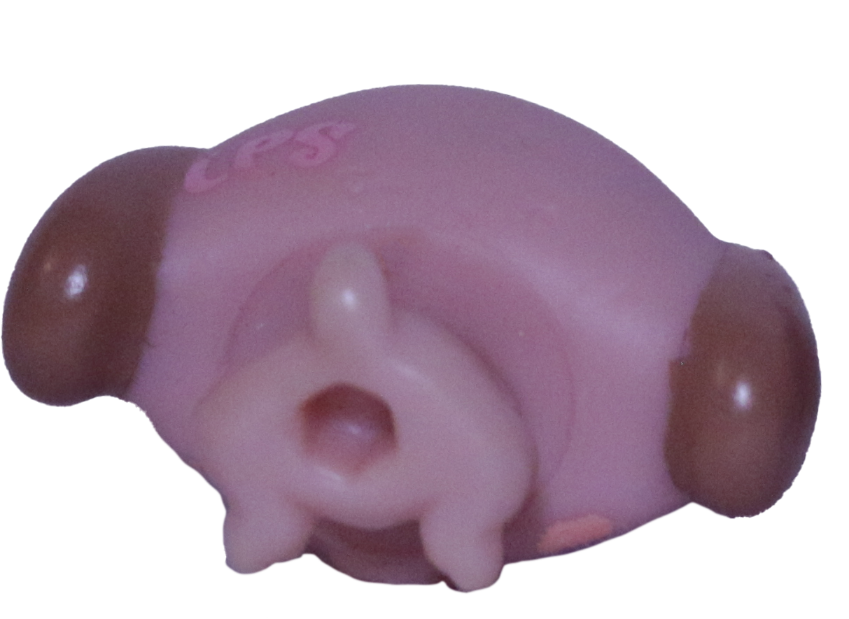 #2626 Baby Dachshund
