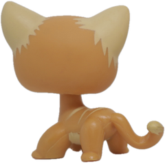 No # Shorthair Cat