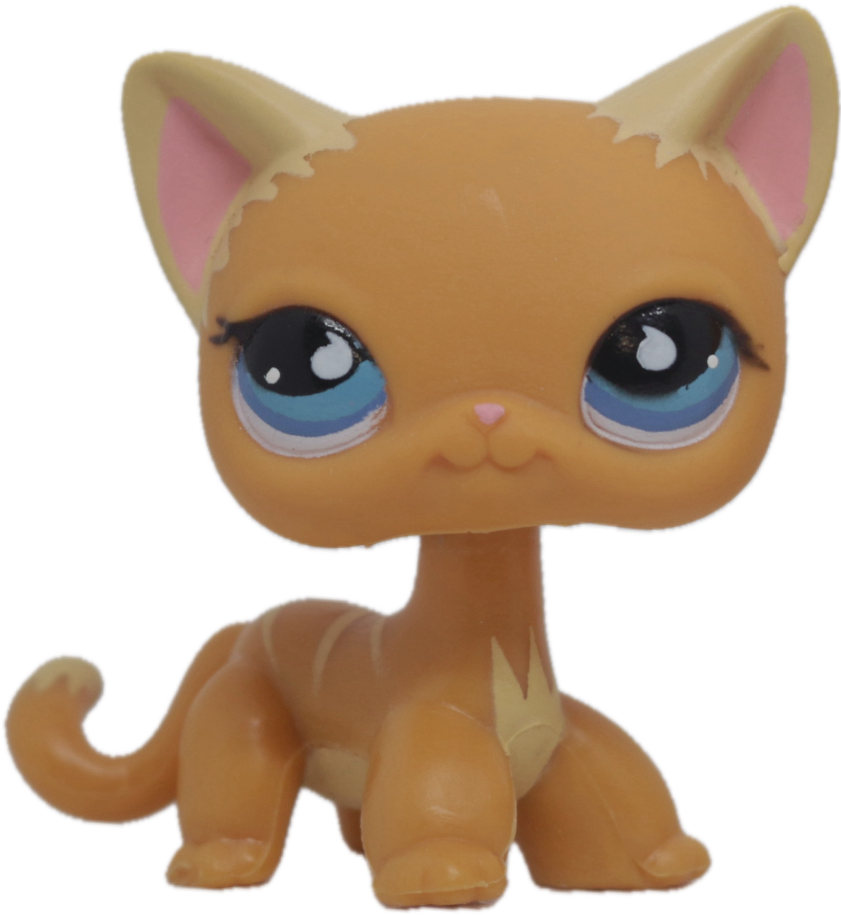 No # Shorthair Cat