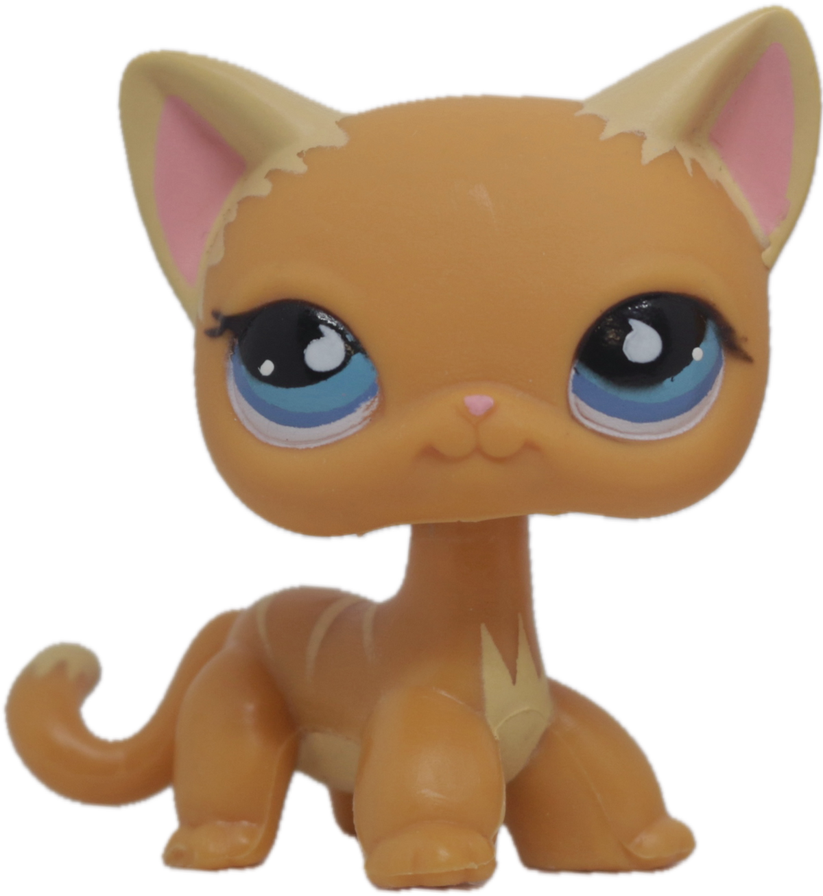 No # Shorthair Cat