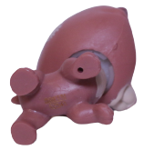 #195 Bear "Orinda Umber"