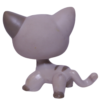 #0468 Shorthair Cat