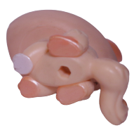 #0870 Crouching Kitten