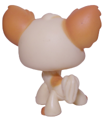 #0096 Chihuahua
