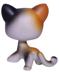 #0106 Shorthair Cat