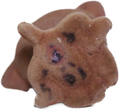 #0439 Pug