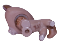 #0871 Corgi