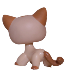 #1024 Shorthair Cat