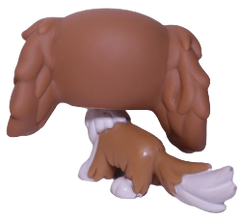 #1825 King Charles Spaniel